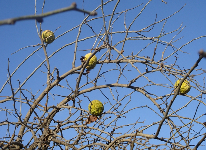 Изображение особи Maclura pomifera.