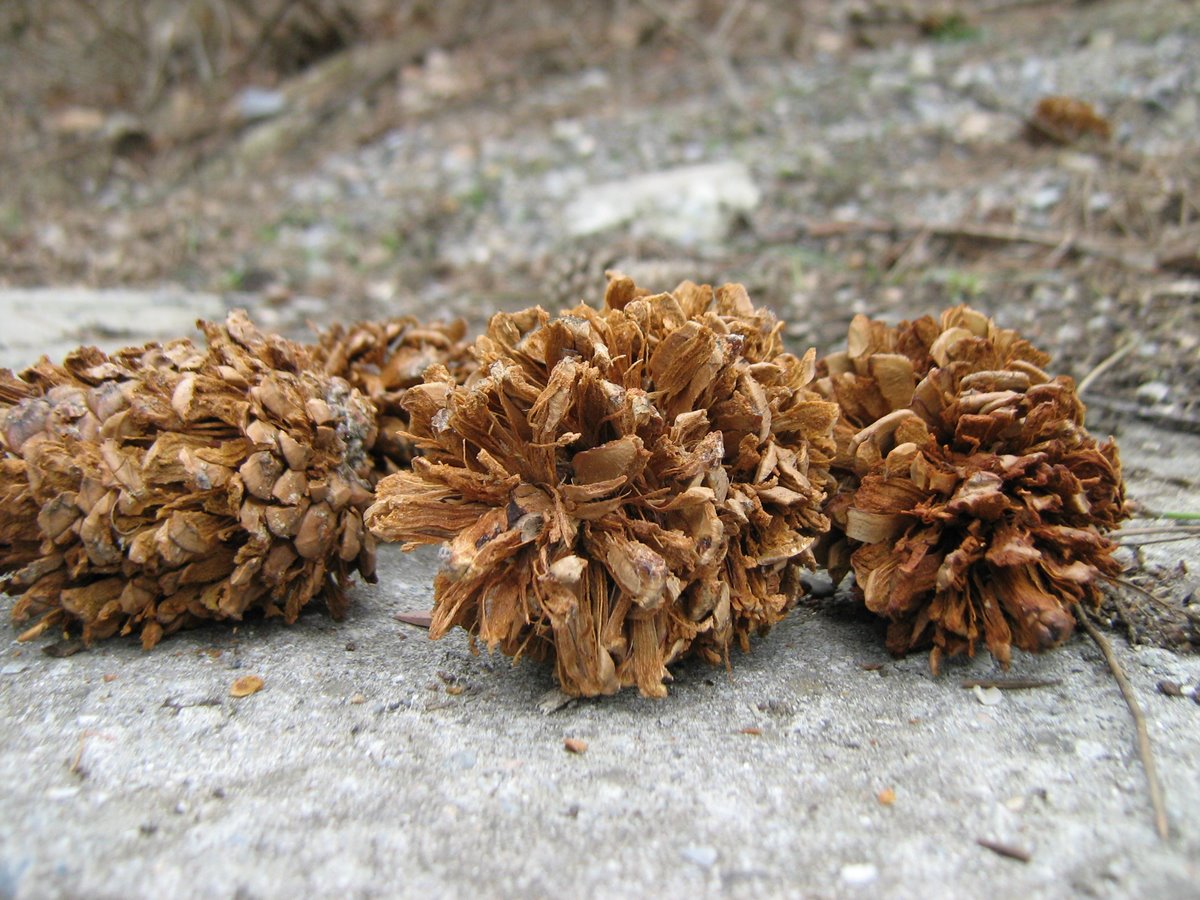 Image of Pinus pallasiana specimen.