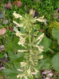Salvia glutinosa