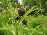 Cirsium schantarense