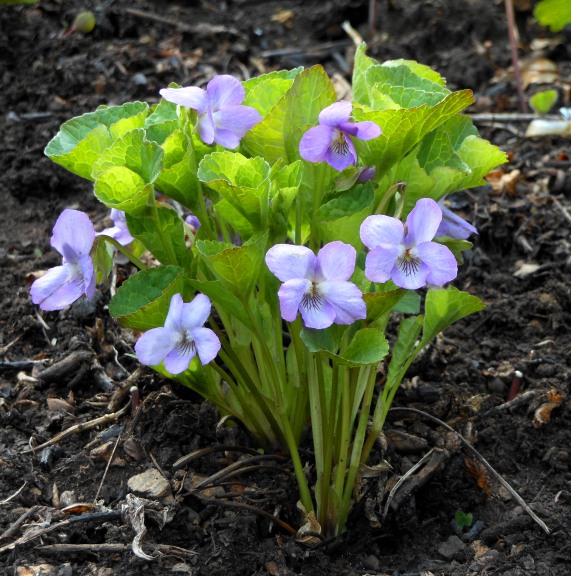 Image of Viola brachysepala specimen.