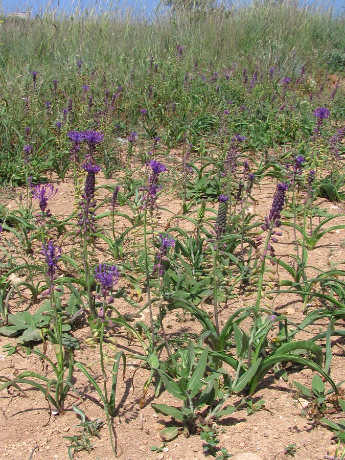 Изображение особи Leopoldia comosa.