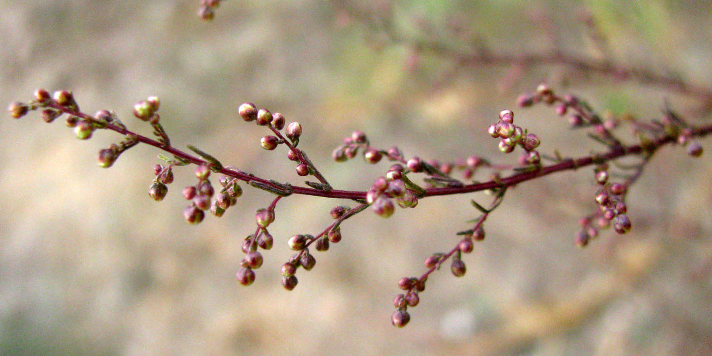 Image of Artemisia scoparia specimen.