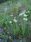 genus Achillea