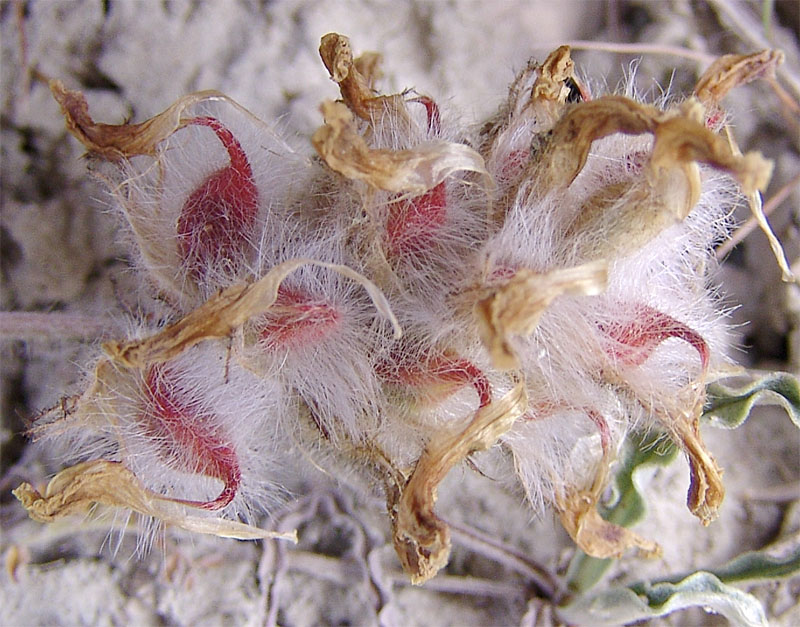 Изображение особи Astragalus neoalbanicus.