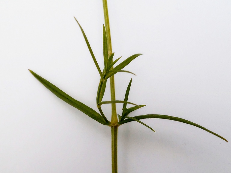 Image of Stellaria graminea specimen.