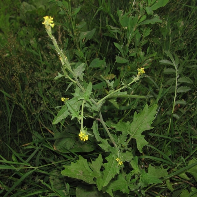 Image of Sisymbrium officinale specimen.