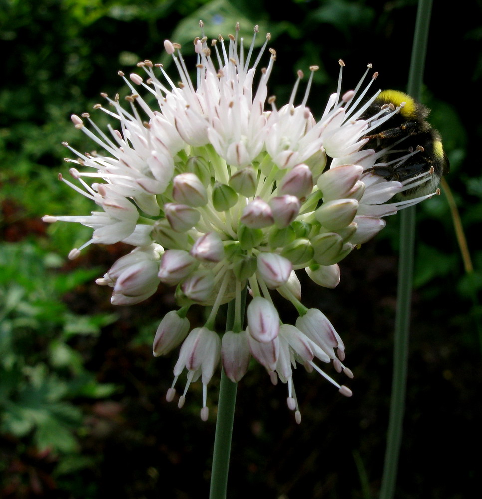 Изображение особи Allium splendens.