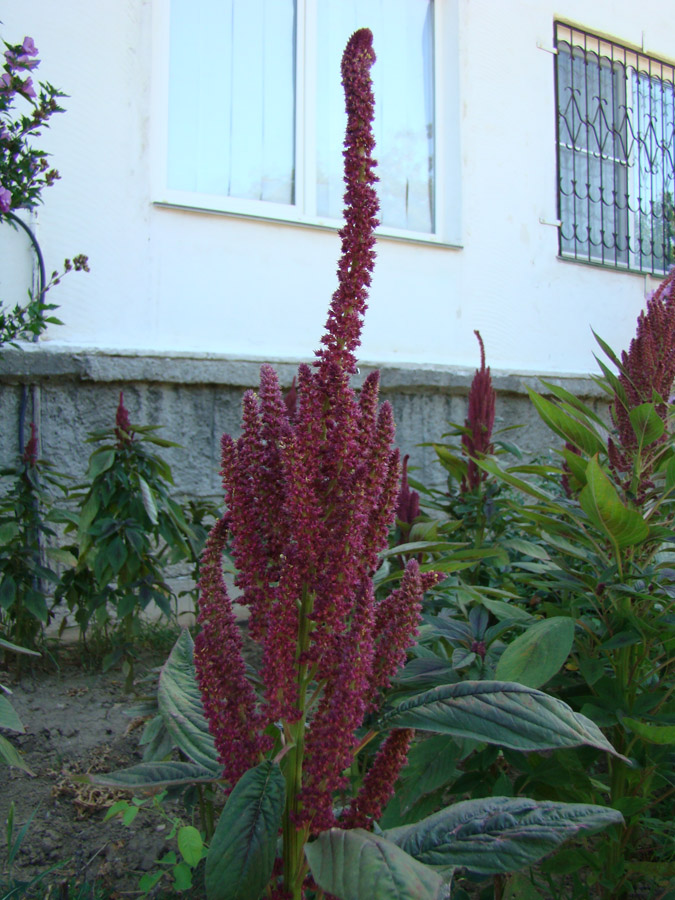 Image of genus Amaranthus specimen.