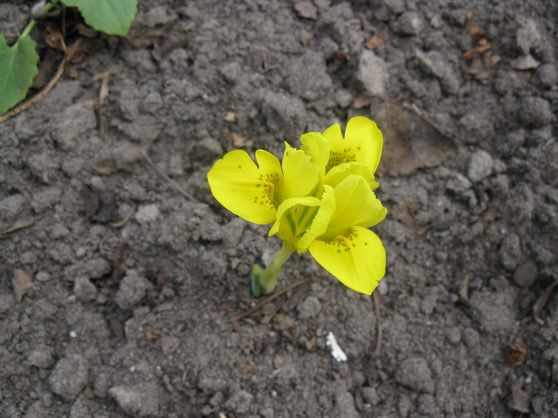 Image of Iridodictyum danfordiae specimen.