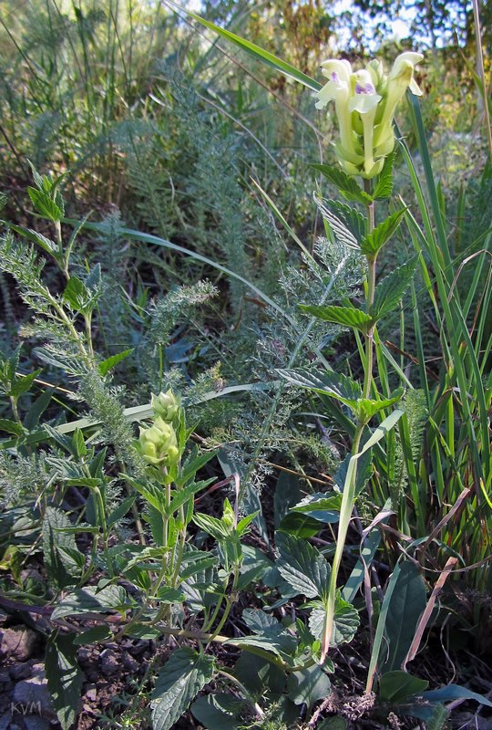 Изображение особи Scutellaria stepposa.