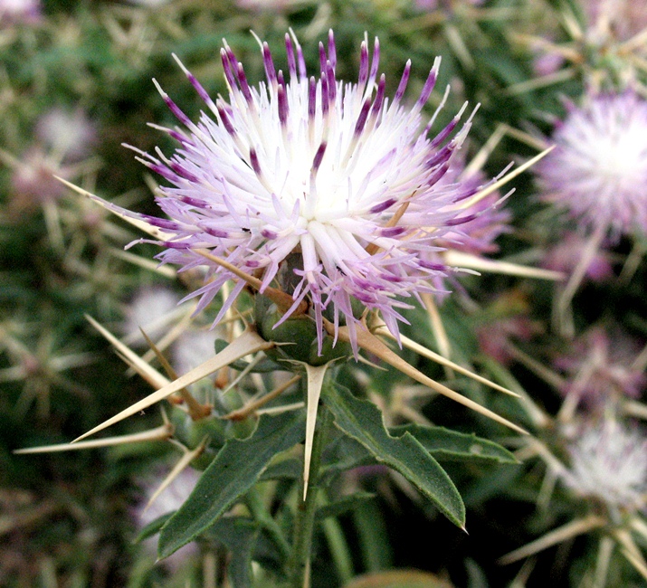 Image of Centaurea iberica specimen.