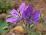 Geranium sylvaticum. Цветки. Свердловская обл., городской округ Верхняя Пышма, окр. с. Мостовское. 11.06.2012.