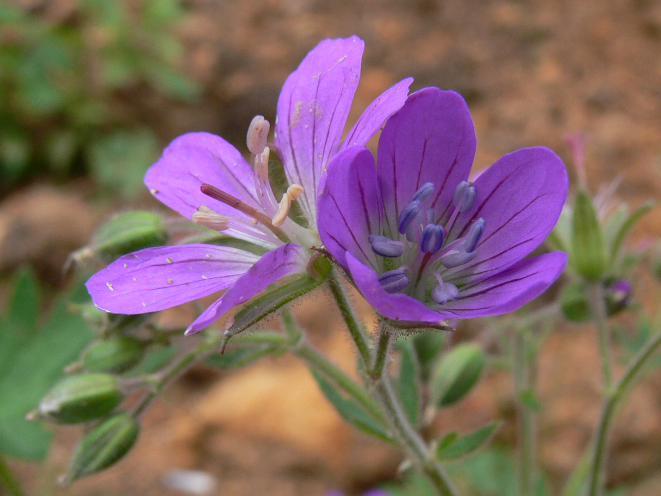 Изображение особи Geranium sylvaticum.