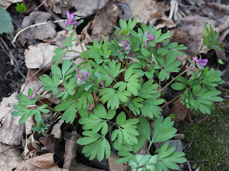 Image of Corydalis intermedia specimen.