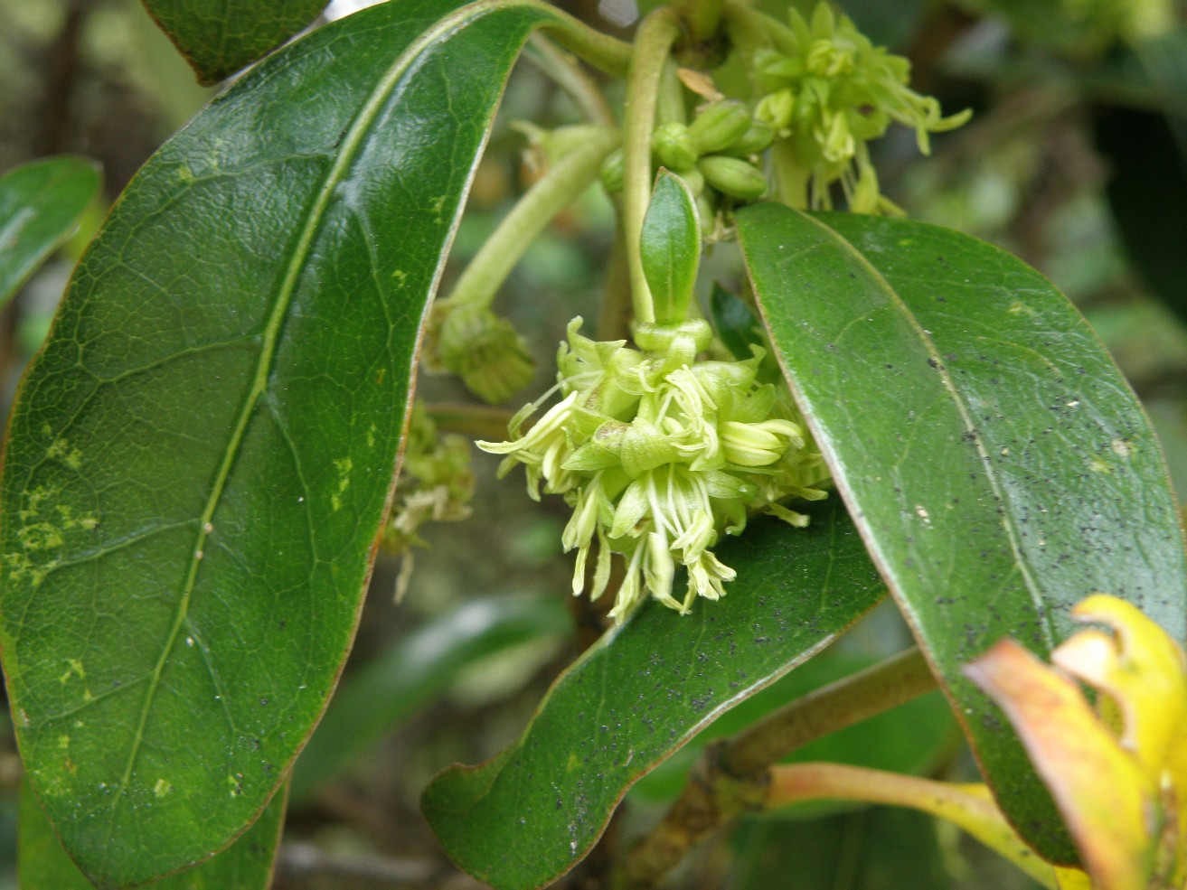 Image of Coprosma lucida specimen.