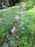 Clinopodium menthifolium