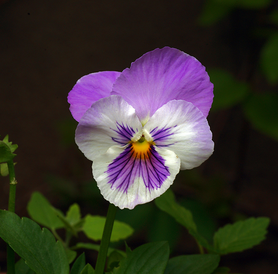 Изображение особи Viola wittrockiana.