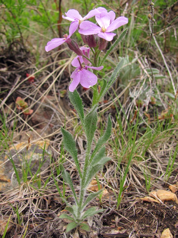 Image of Clausia aprica specimen.