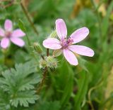 Erodium cicutarium