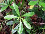 Chimaphila umbellata. Листья. Ленинградская область, окрестности поселка Комарово, северный берег Щучьего озера. 13 октября 2012 г.