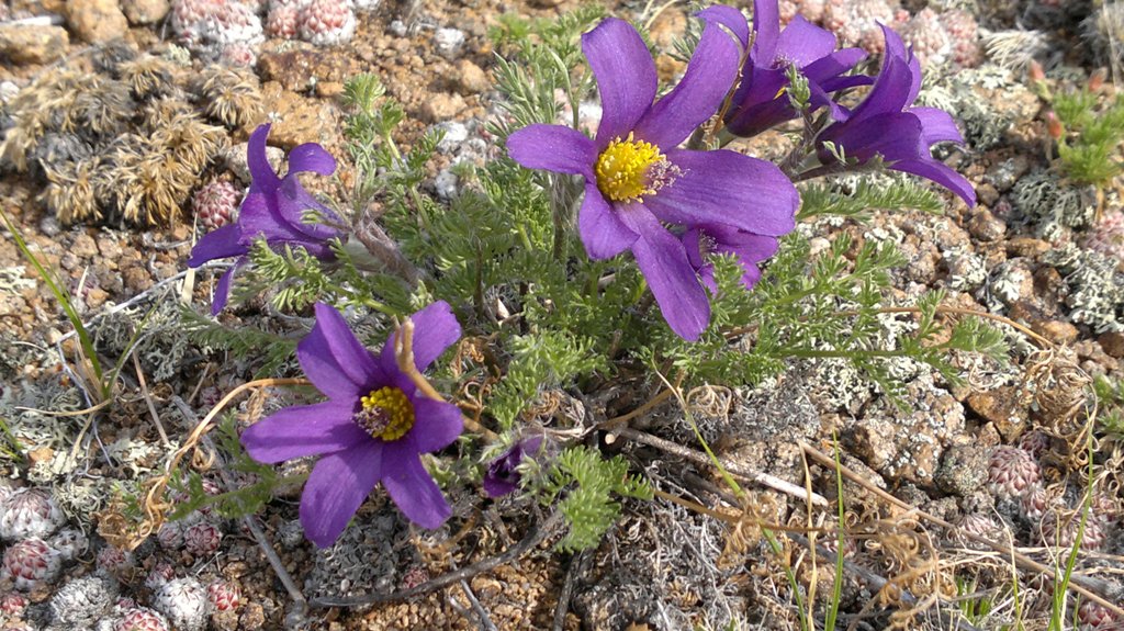 Изображение особи Pulsatilla tenuiloba.