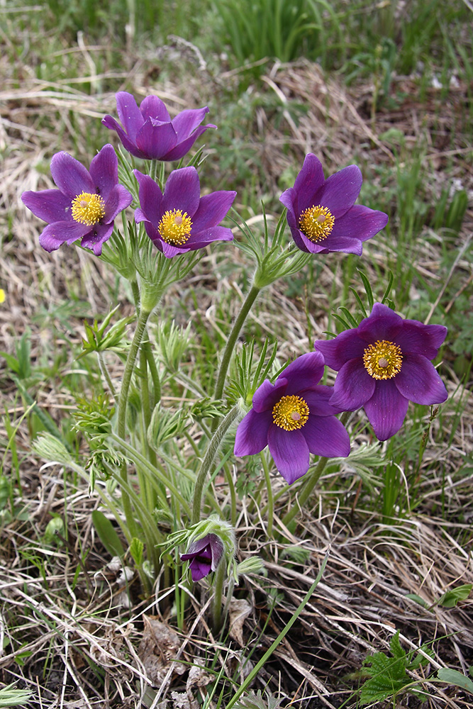 Изображение особи Pulsatilla multifida.