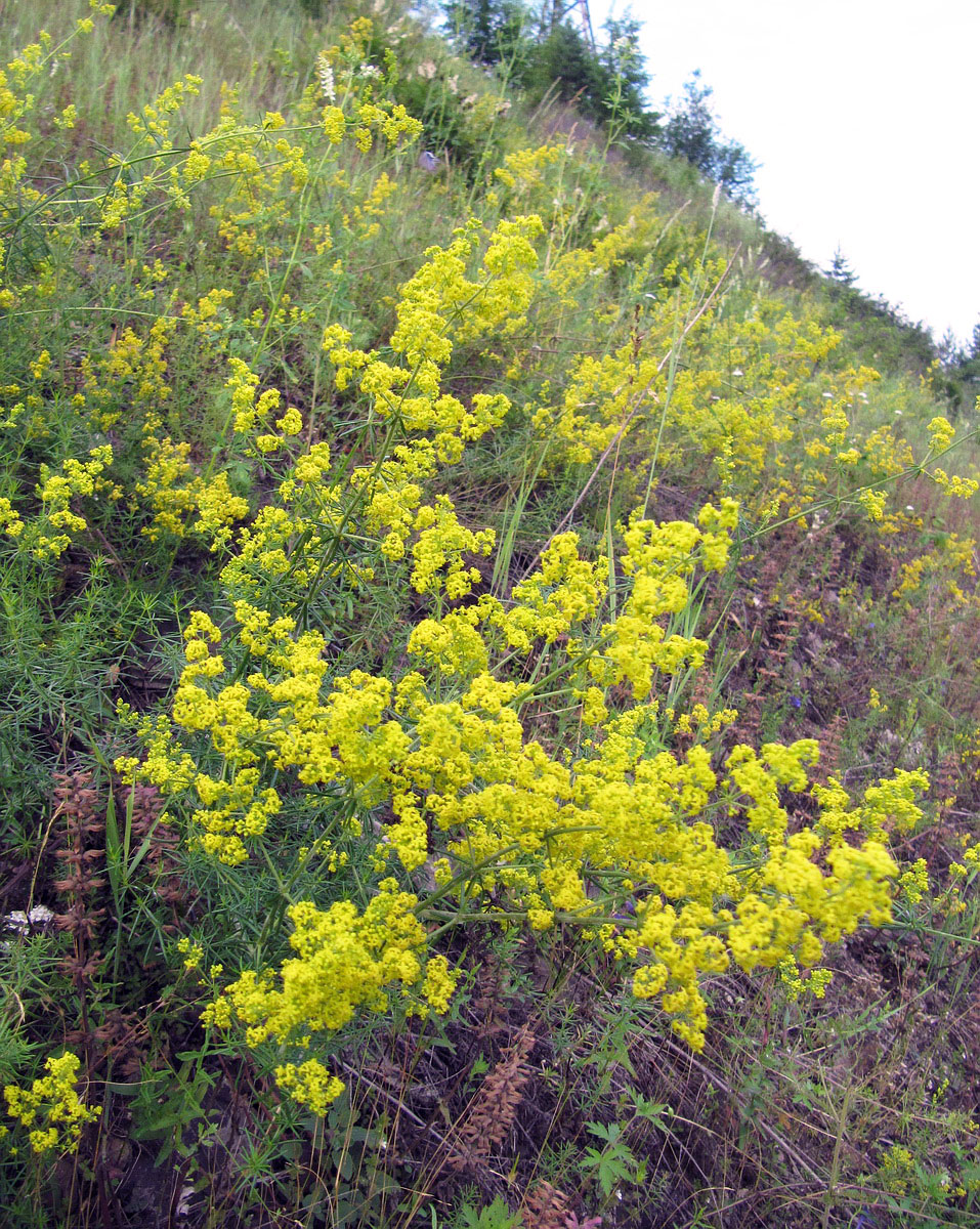 Изображение особи Galium verum.