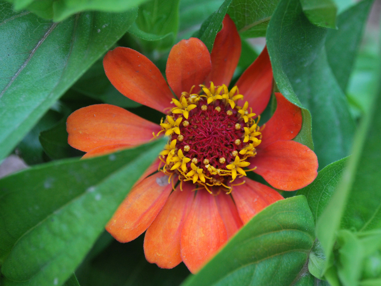 Изображение особи Zinnia elegans.