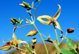 Clematis orientalis