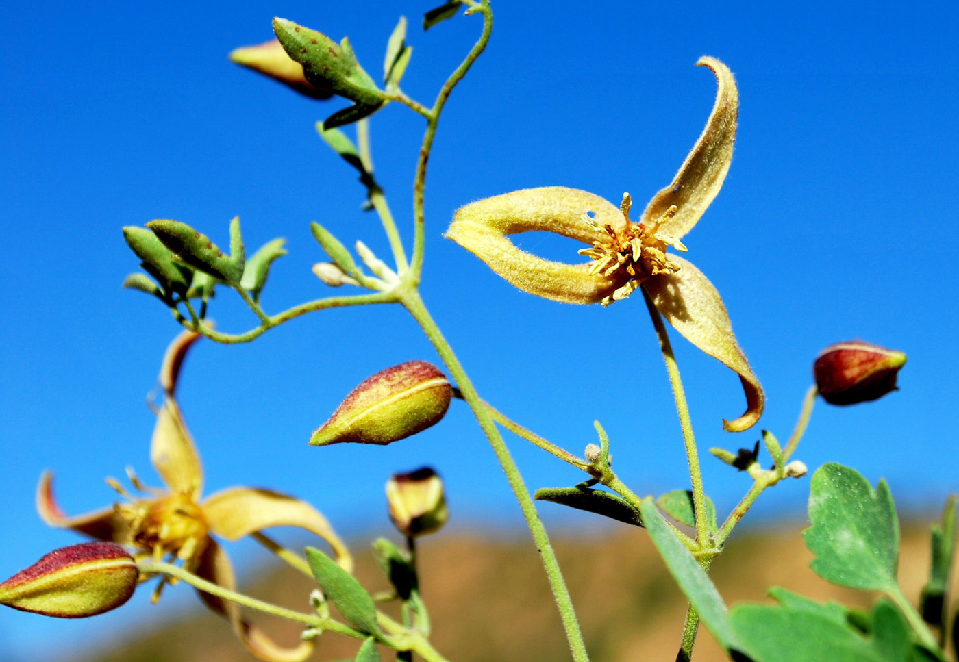 Image of Clematis orientalis specimen.