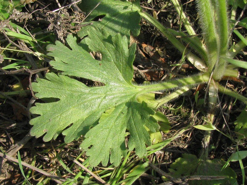 Изображение особи Ranunculus oxyspermus.