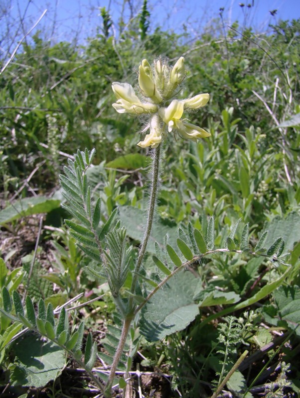 Image of Oxytropis pilosa specimen.