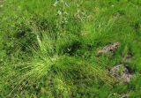 Carex leporina