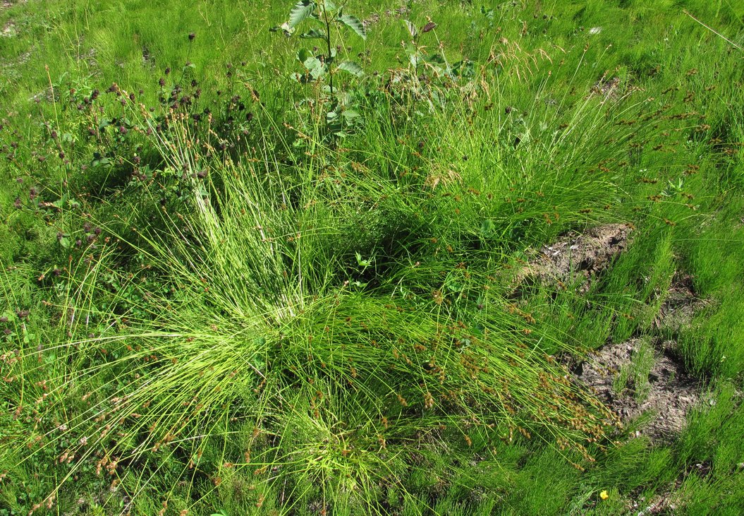 Изображение особи Carex leporina.