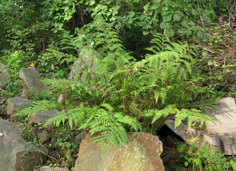 Изображение особи род Athyrium.