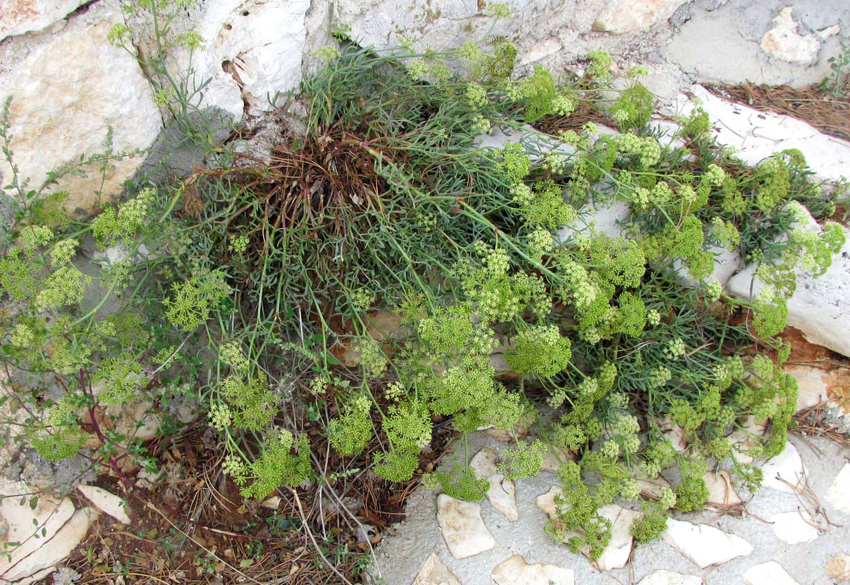 Изображение особи Crithmum maritimum.