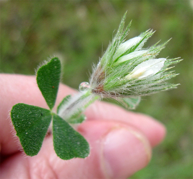 Изображение особи Trifolium stellatum.