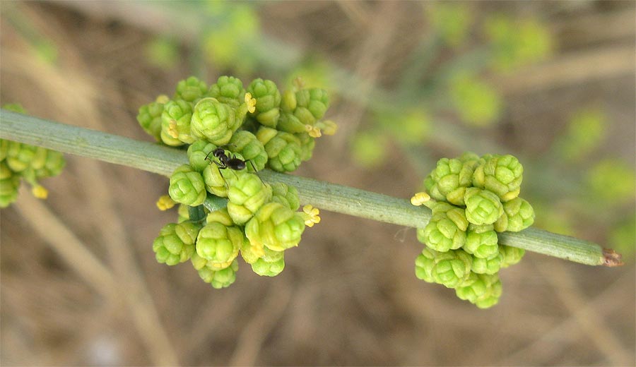 Image of genus Ephedra specimen.