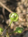 Alyssum minutum