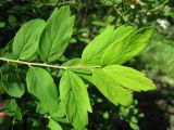 Spiraea media