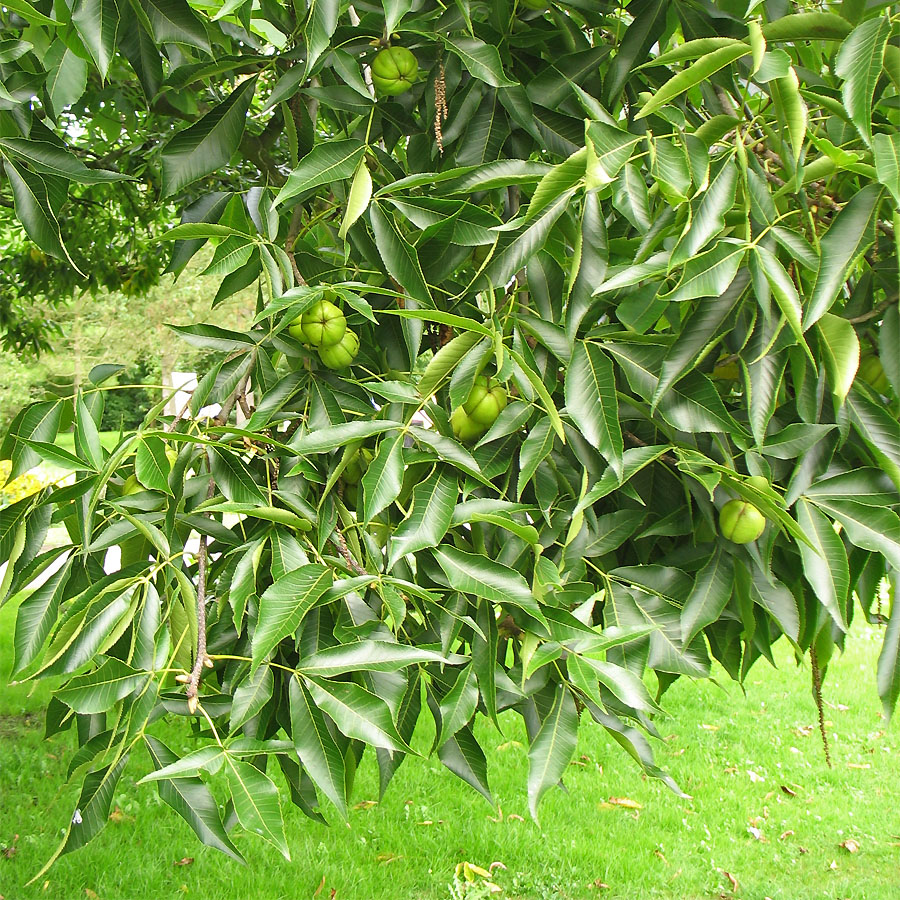 Image of Carya ovata specimen.