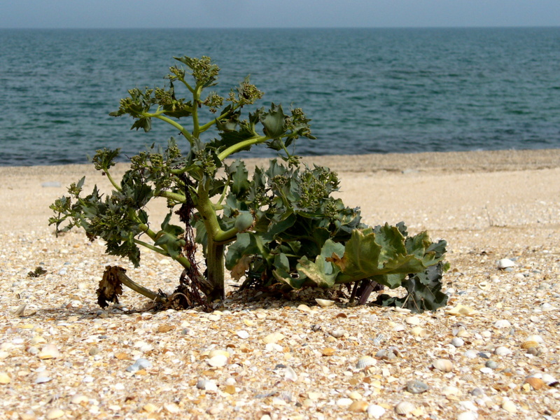 Image of Crambe maritima specimen.