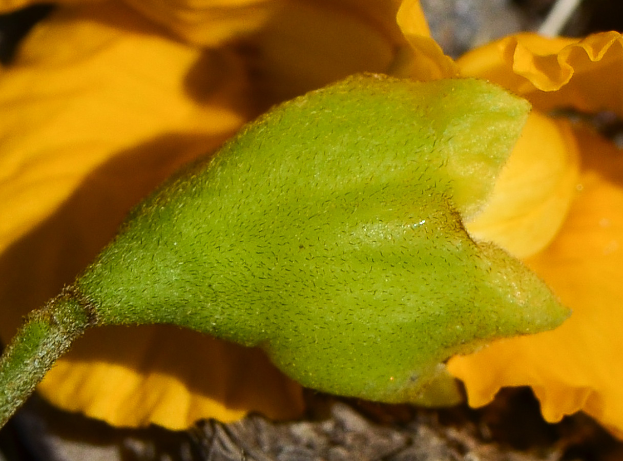 Image of Tipuana tipu specimen.