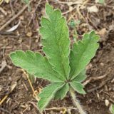 Potentilla подвид pilosa