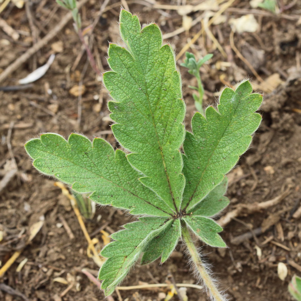 Изображение особи Potentilla recta ssp. pilosa.