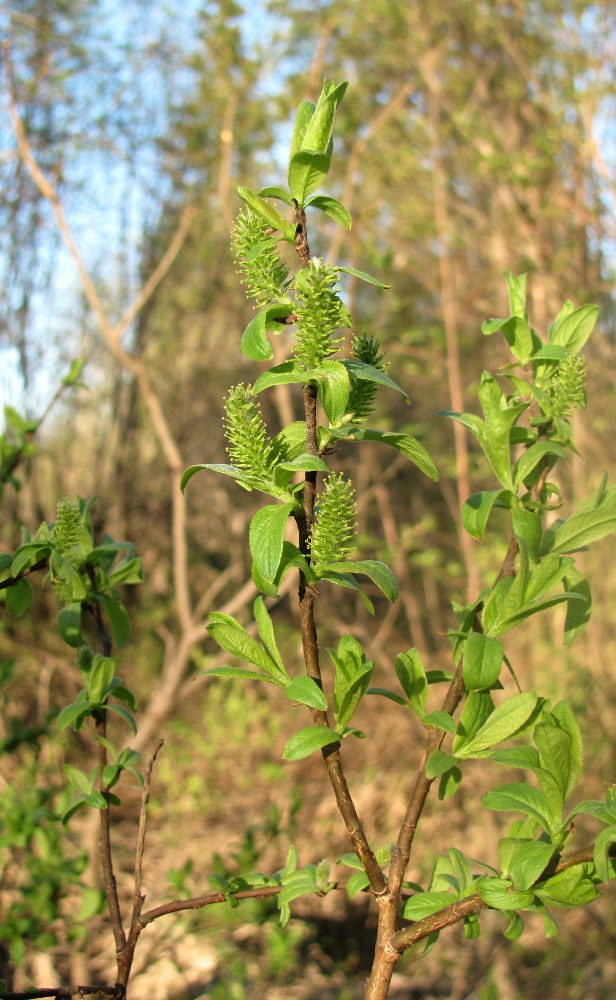 Image of Salix hastata specimen.