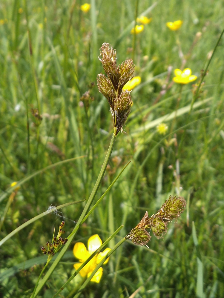 Изображение особи Carex leporina.