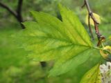 Crataegus almaatensis