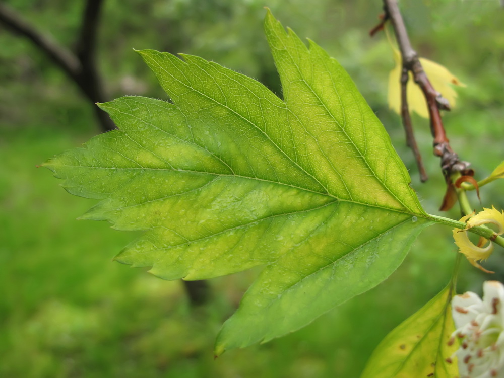 Изображение особи Crataegus almaatensis.